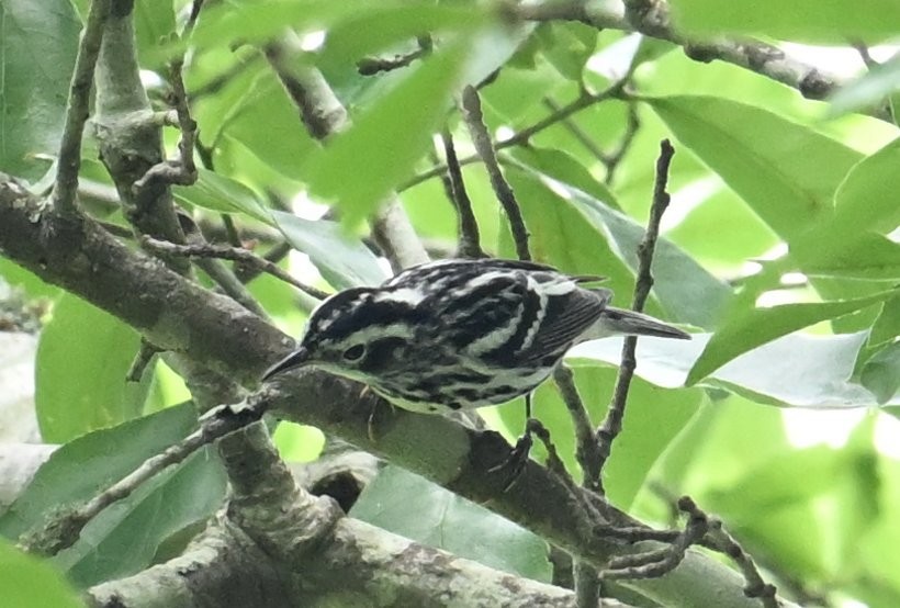 Black-and-white Warbler - Gary Yoder