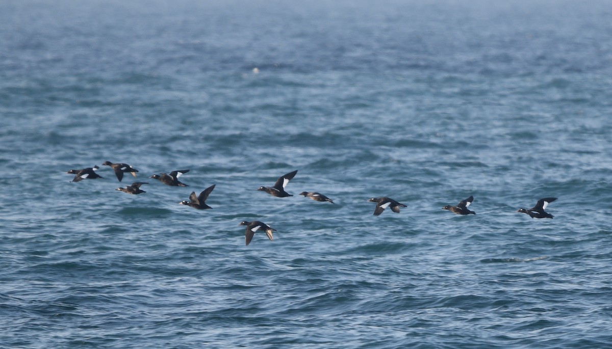 White-winged Scoter - Steven McClellan