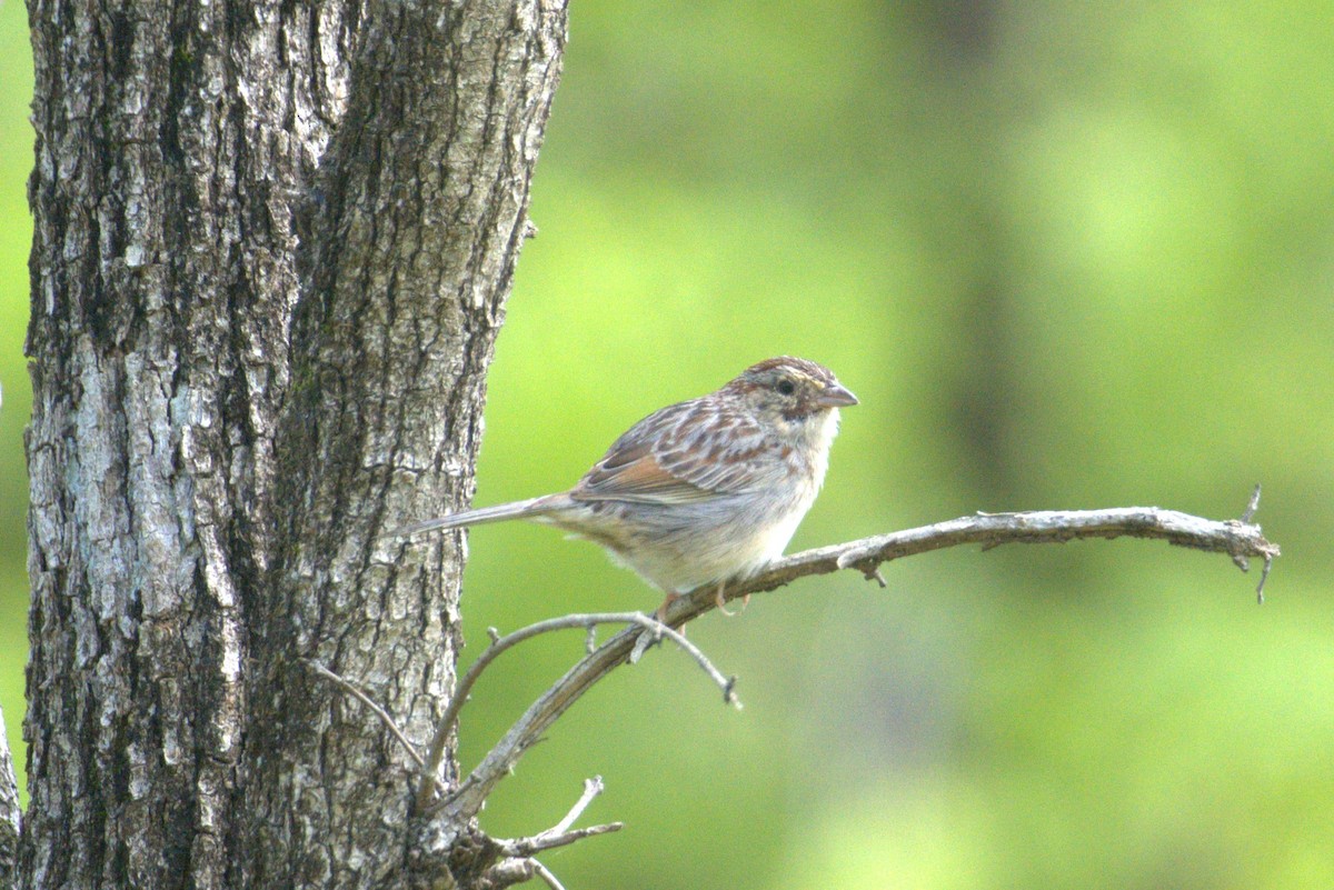 Bachman's Sparrow - ML618110543