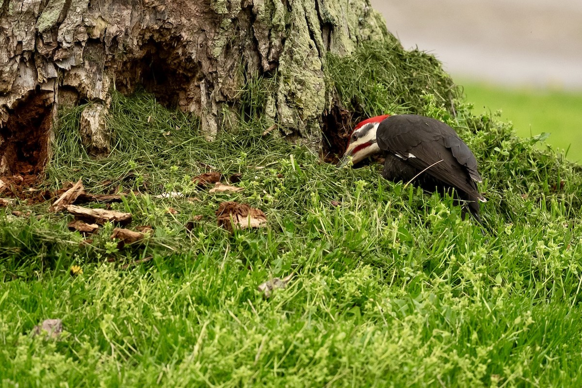 Pileated Woodpecker - Bill Massaro