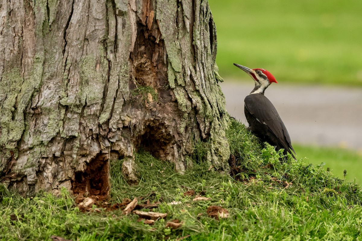 Pileated Woodpecker - ML618110546