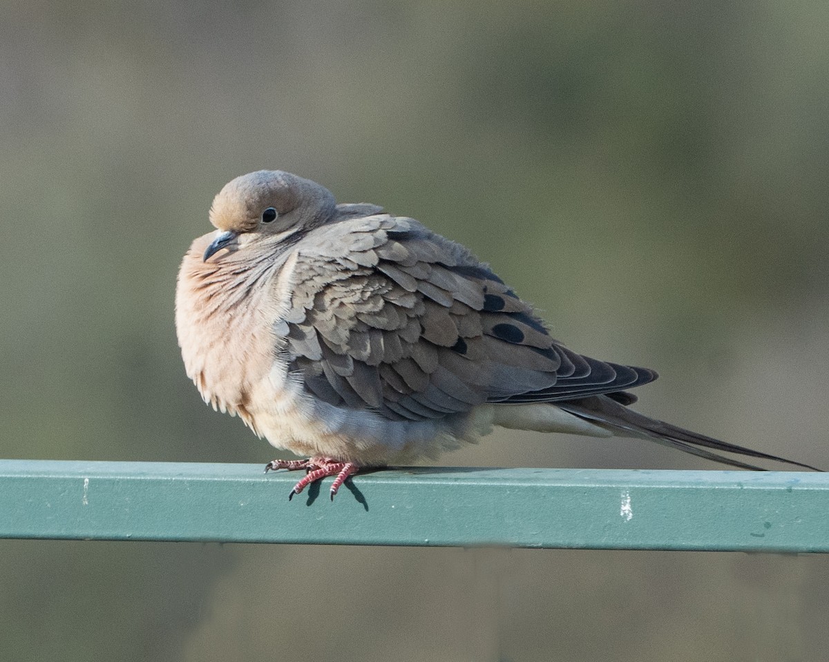 Mourning Dove - Cathy Severson