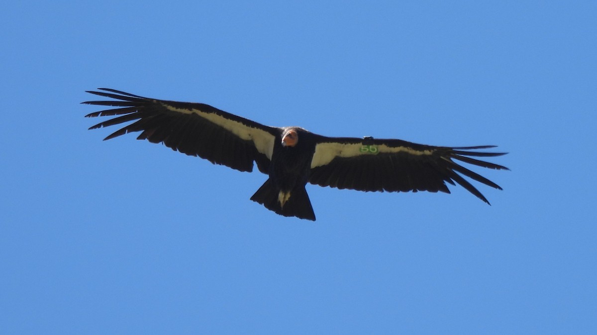 Condor de Californie - ML618110551