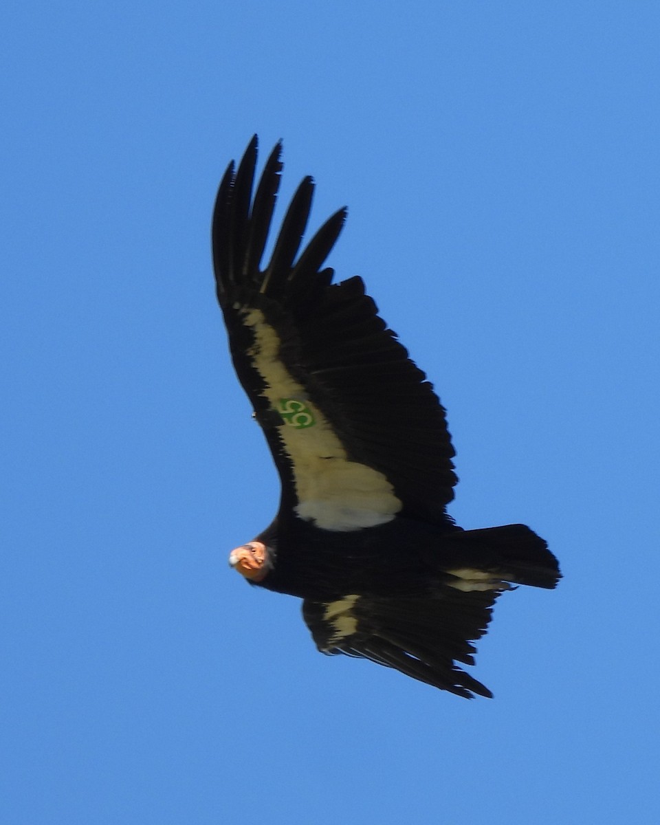 Condor de Californie - ML618110552