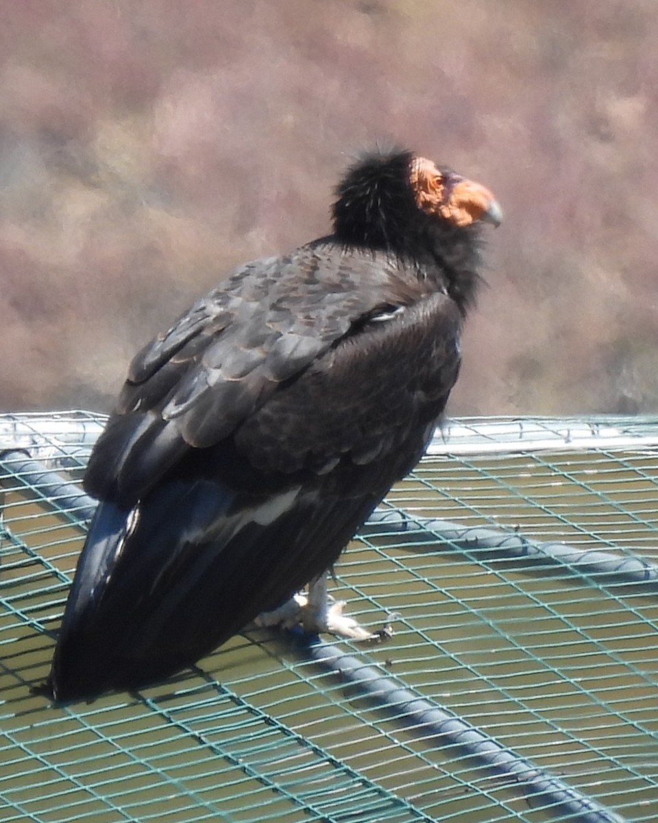 Condor de Californie - ML618110553