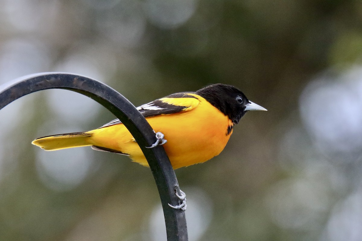 Baltimore Oriole - Nancy Villone