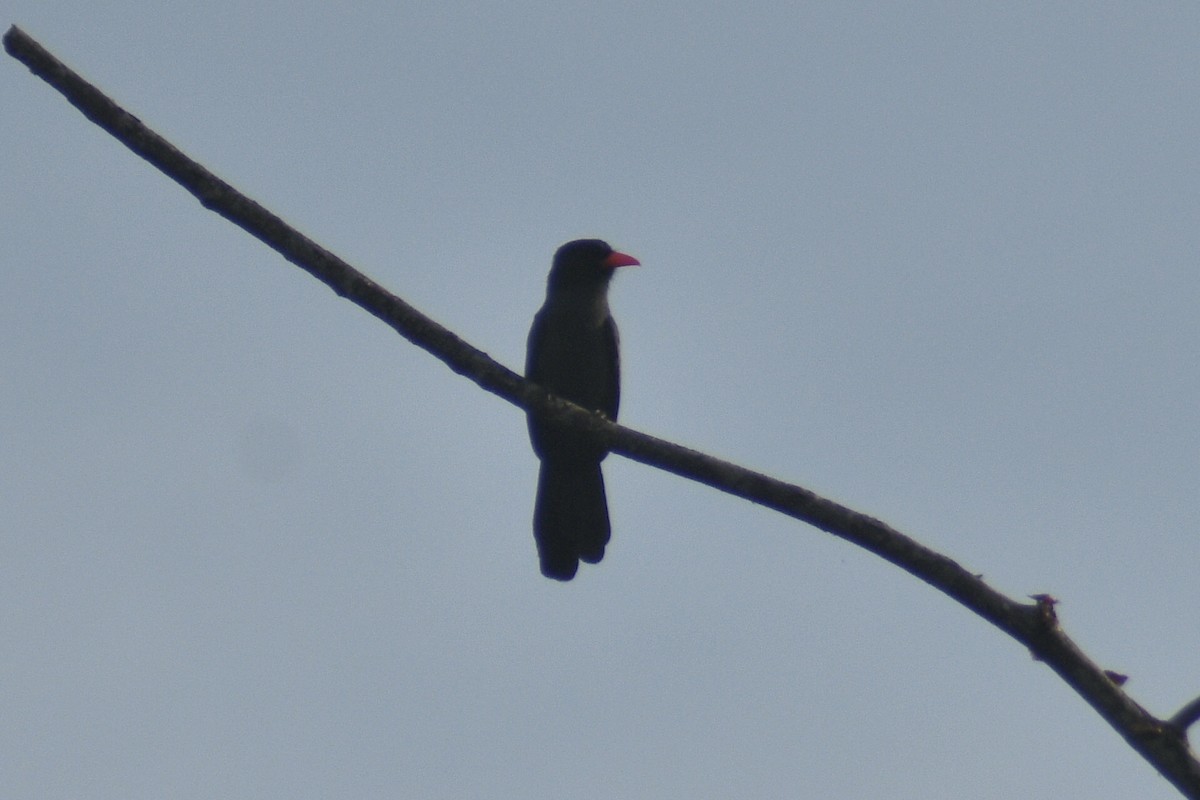 Black-fronted Nunbird - Santiago Bolarte