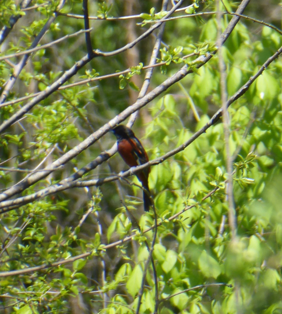 Orchard Oriole - Anonymous