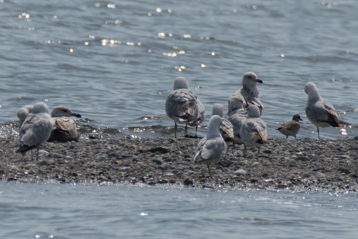 Ring-billed Gull - Cody Limber