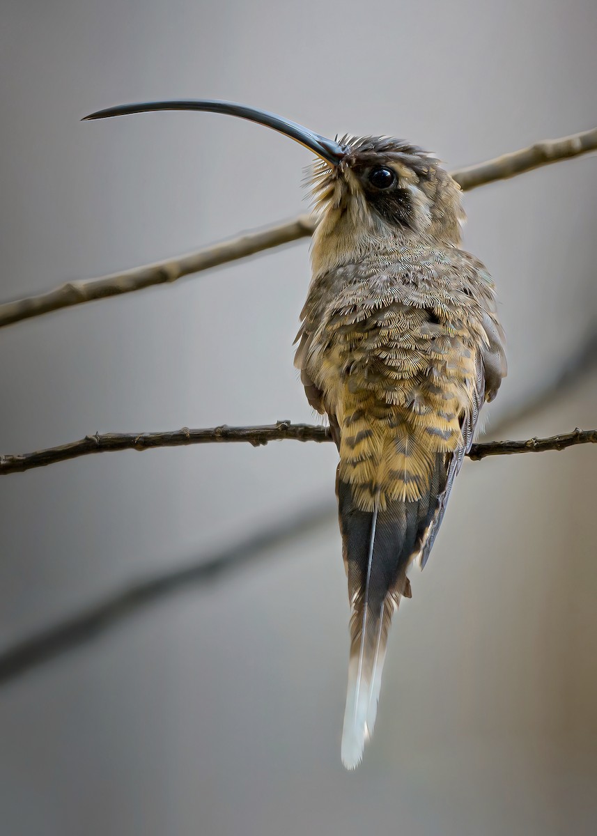 Long-billed Hermit - ML618110615