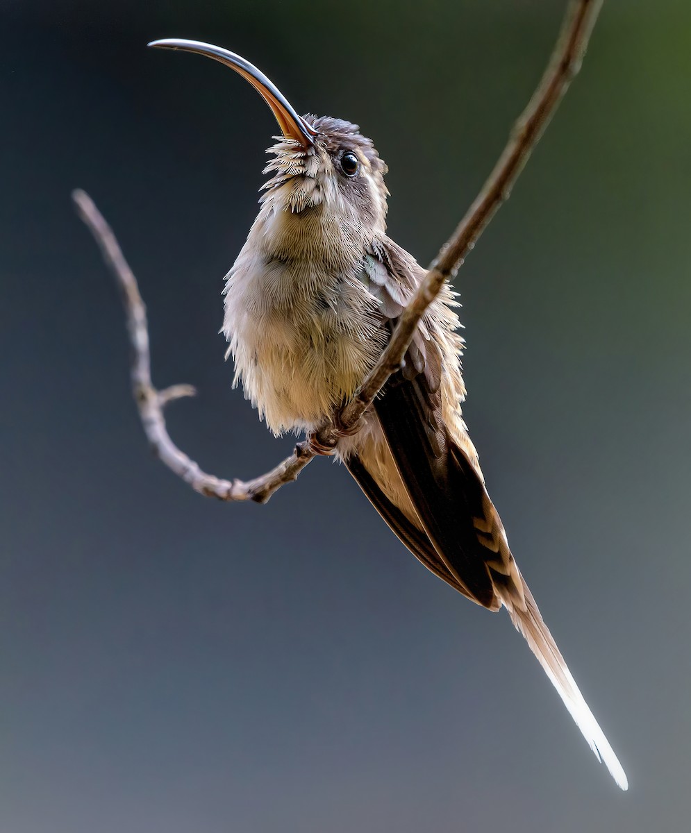 Long-billed Hermit - ML618110616