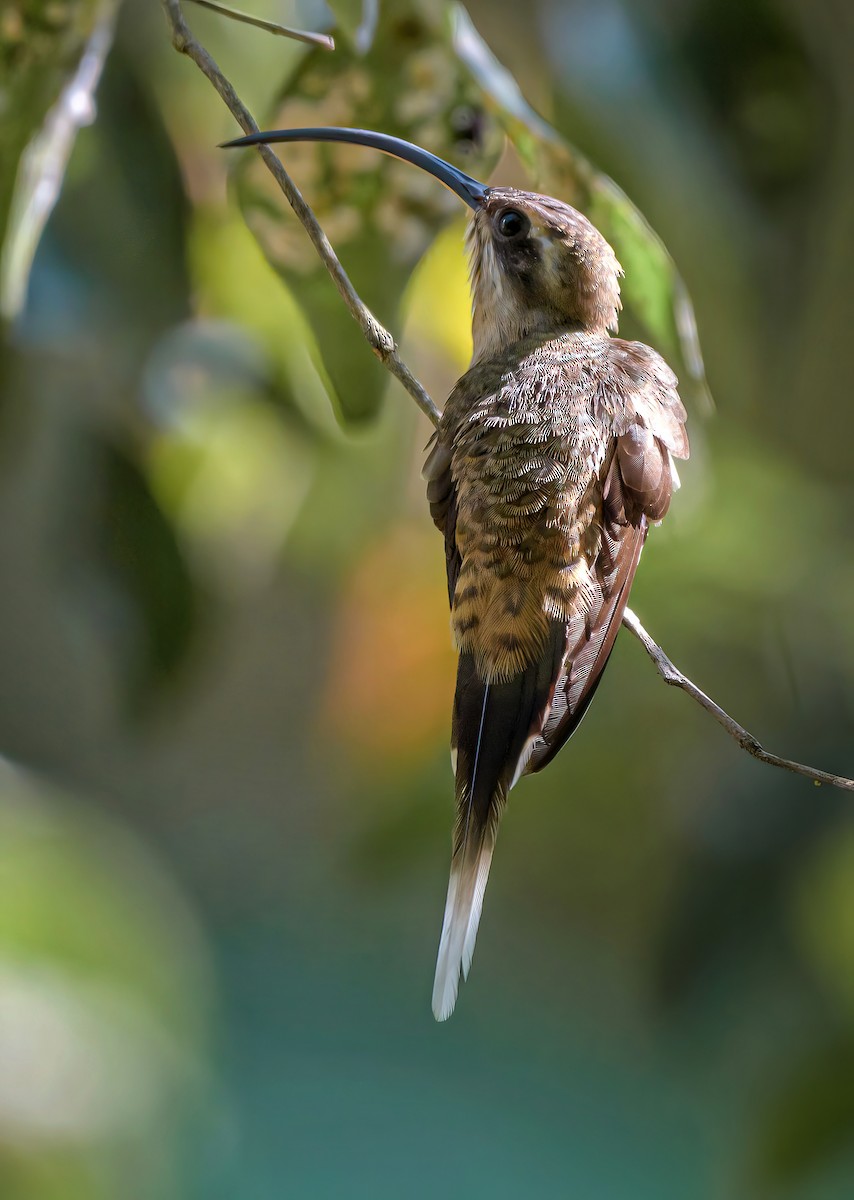 Long-billed Hermit - Anonymous