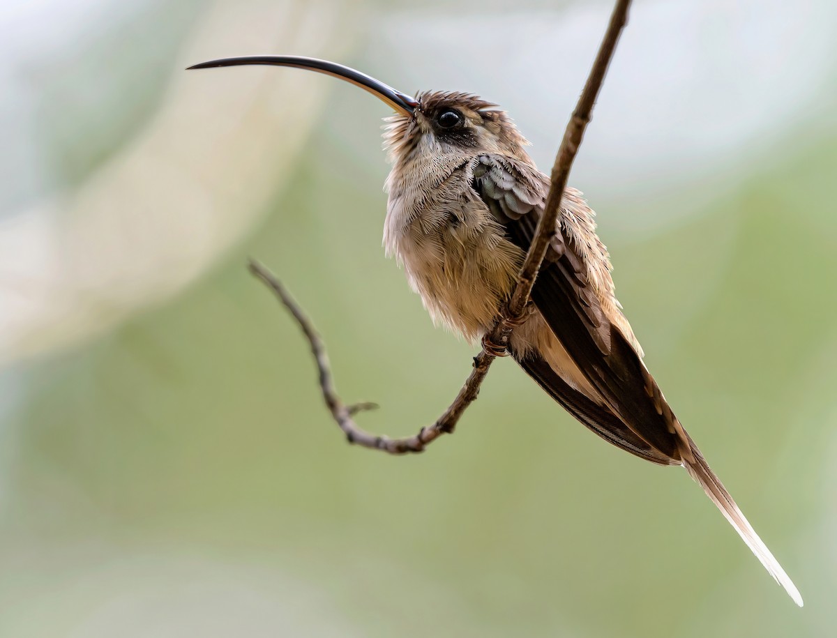 Long-billed Hermit - ML618110619