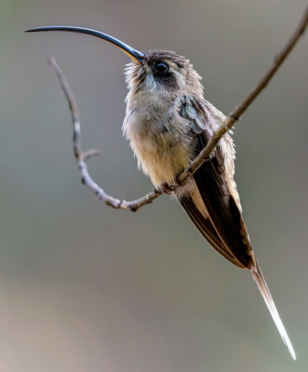 Long-billed Hermit - Anonymous