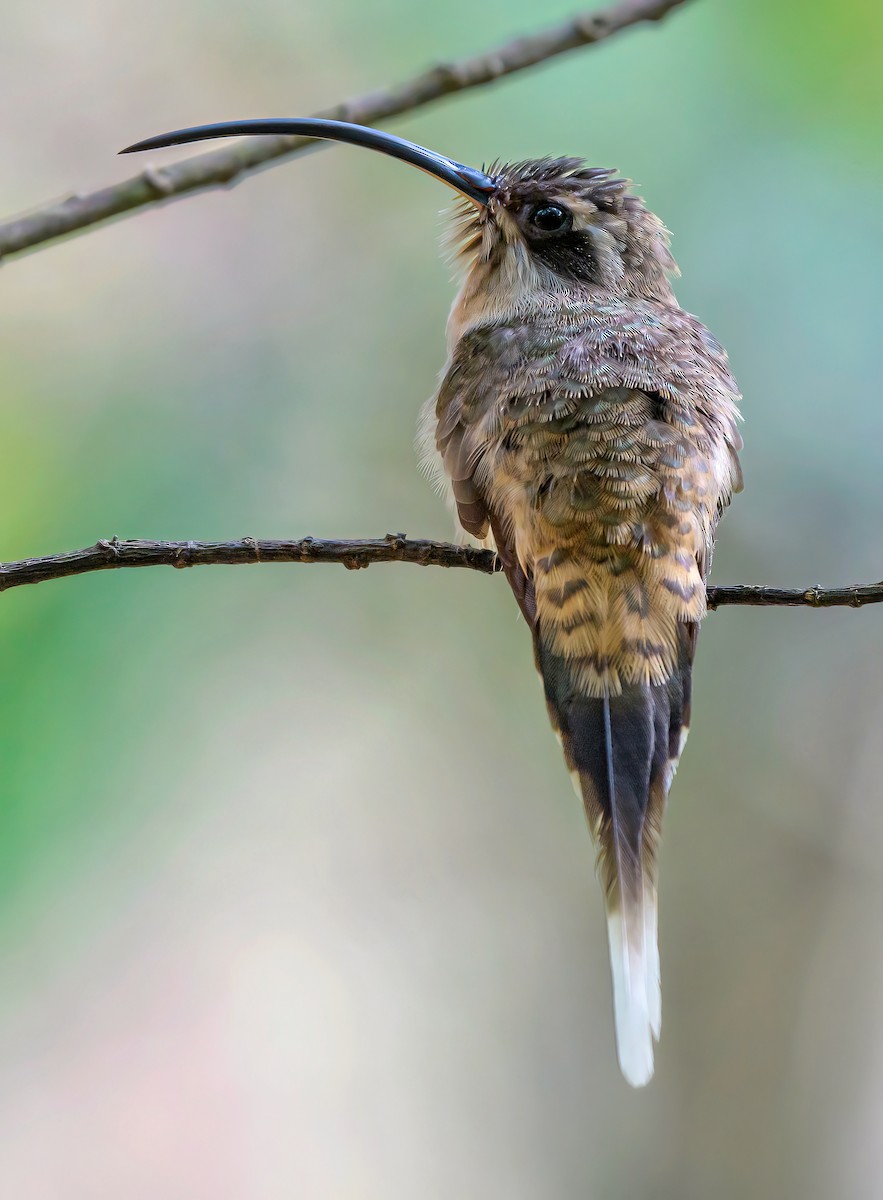 Long-billed Hermit - ML618110621