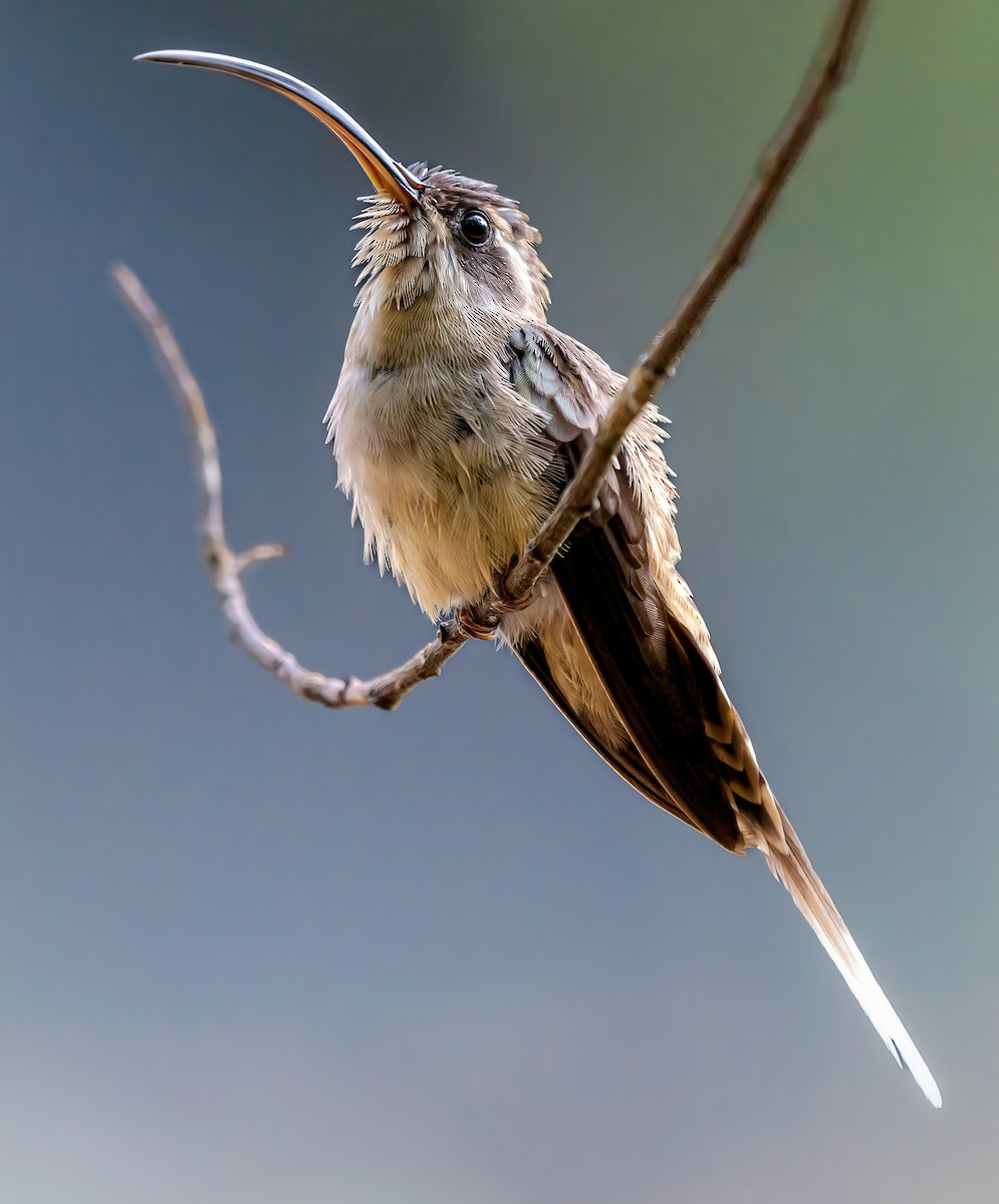 Long-billed Hermit - Anonymous