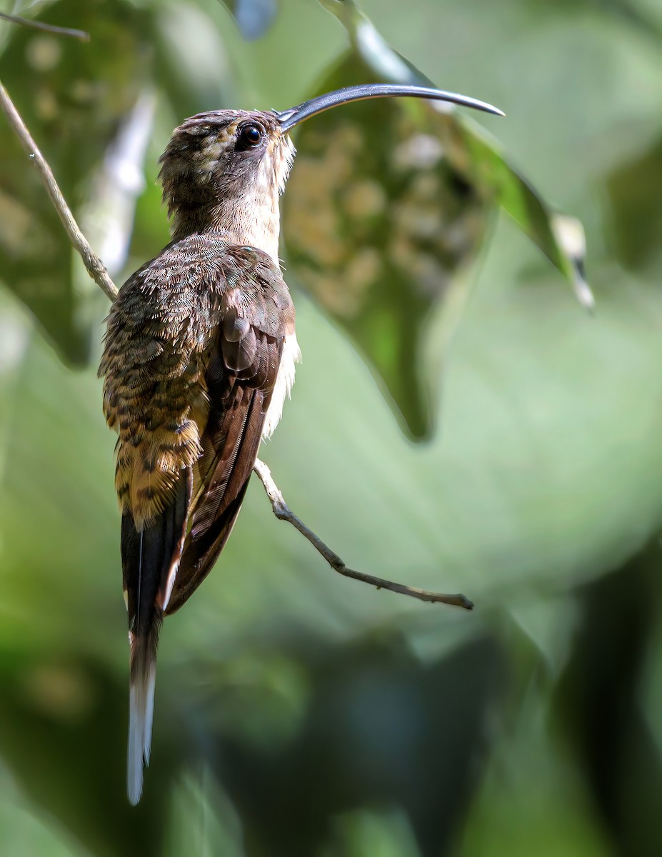 Long-billed Hermit - Anonymous