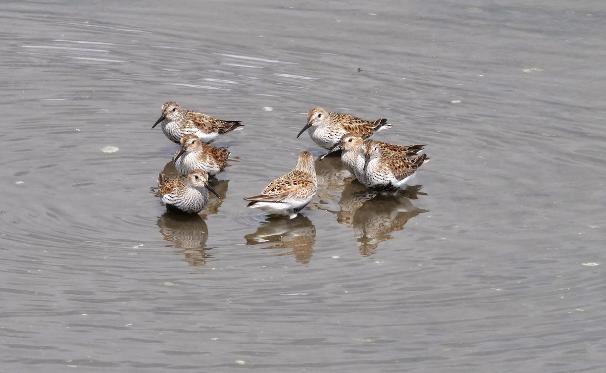 Dunlin - Teresa García