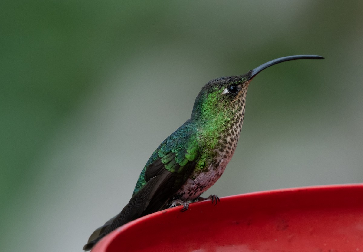 Colibri de Lafresnaye - ML618110641