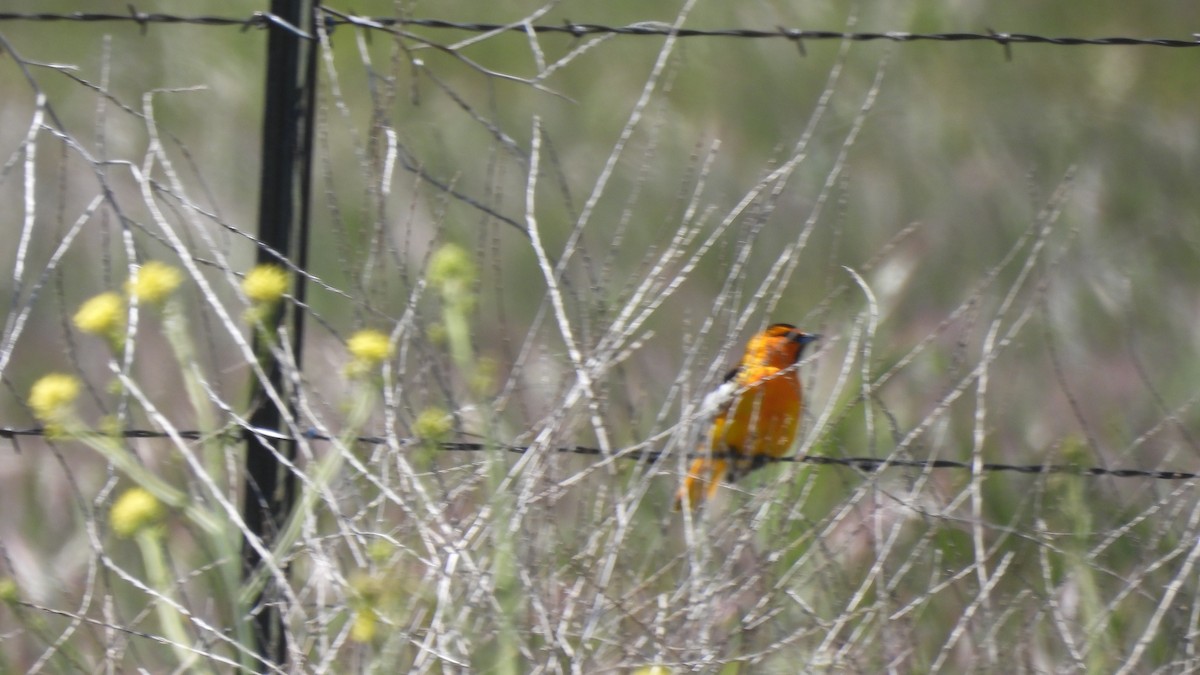 Bullock's Oriole - Karen Evans