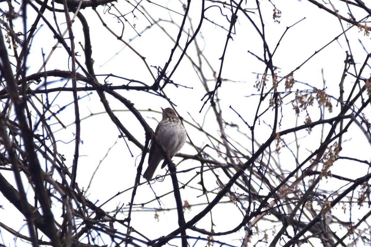 Hermit Thrush - ML618110648