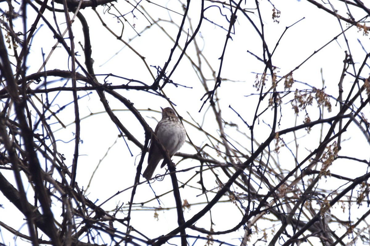 Hermit Thrush - irina shulgina