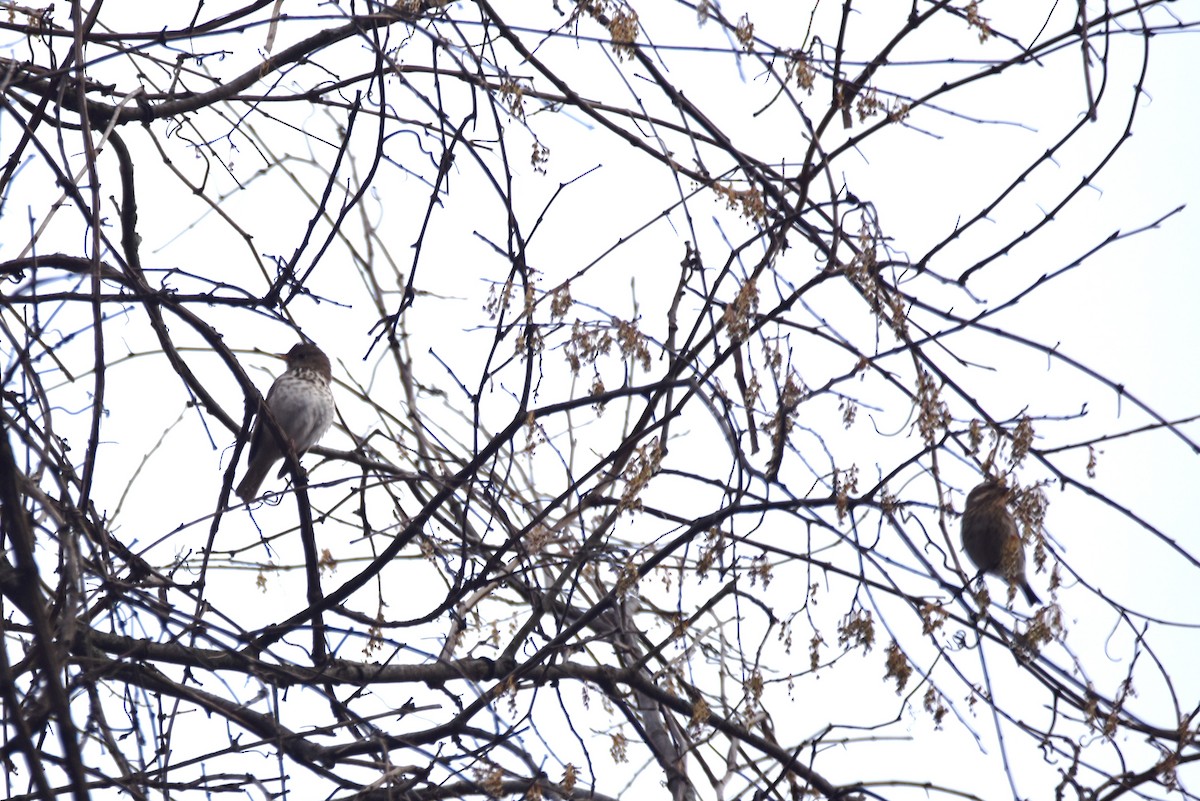 Hermit Thrush - ML618110649