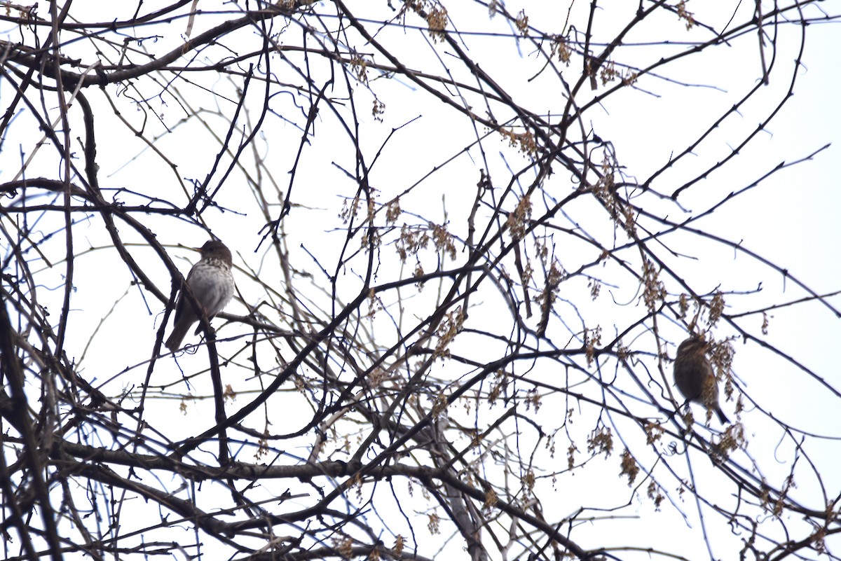 Hermit Thrush - irina shulgina