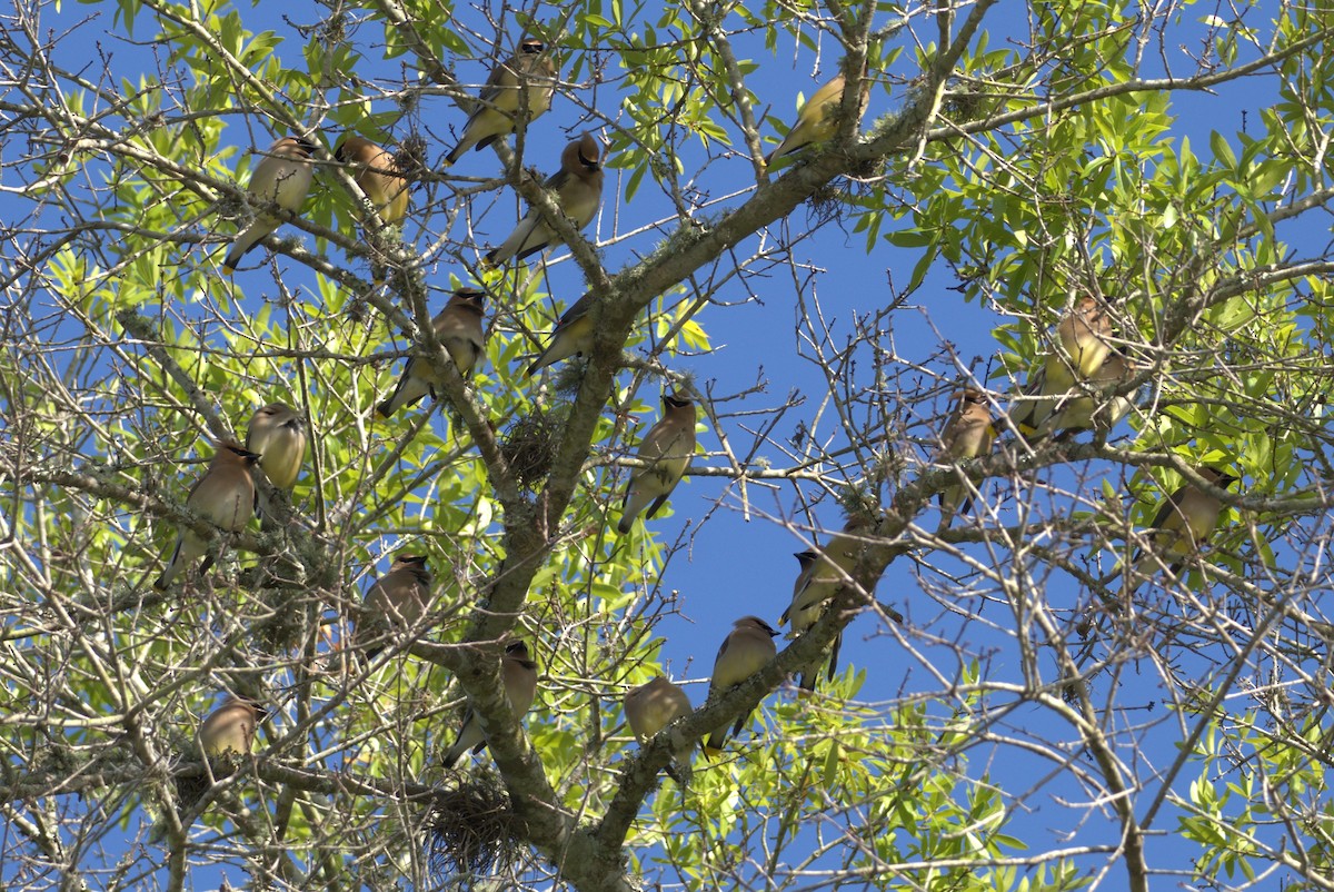 Cedar Waxwing - ML618110684