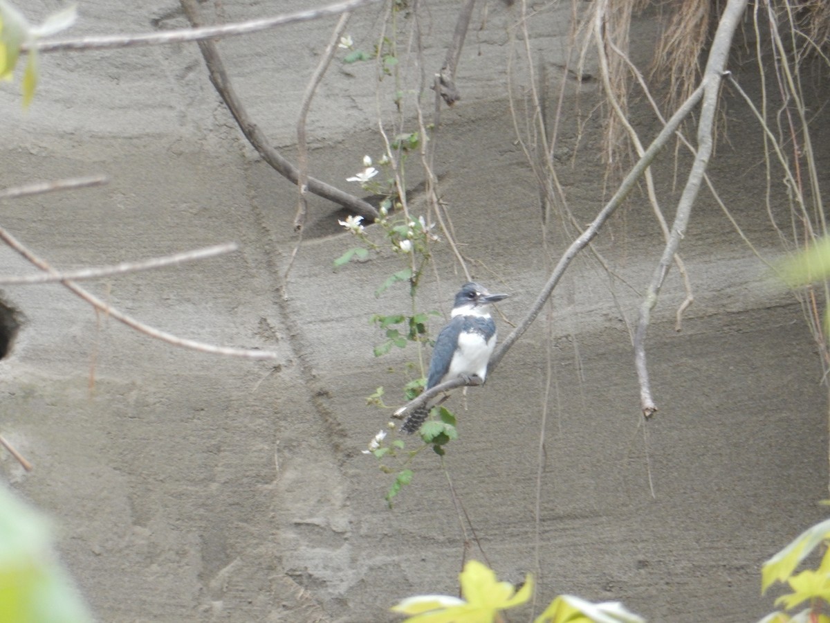 Belted Kingfisher - Scott Freeman