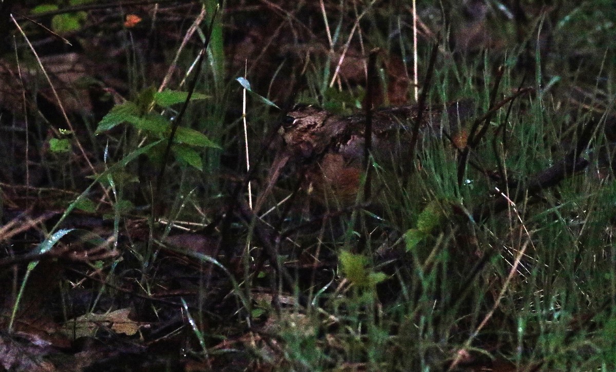 American Woodcock - Joe Gyekis