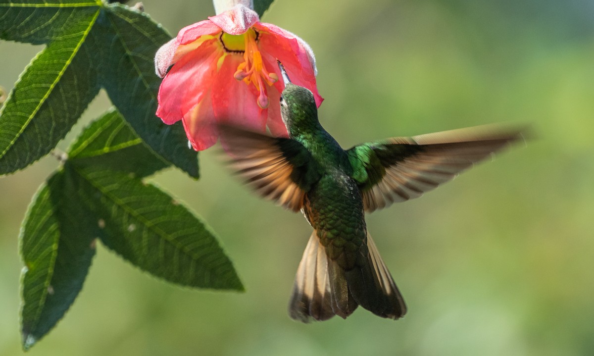 Buff-tailed Coronet - Peggy Mundy