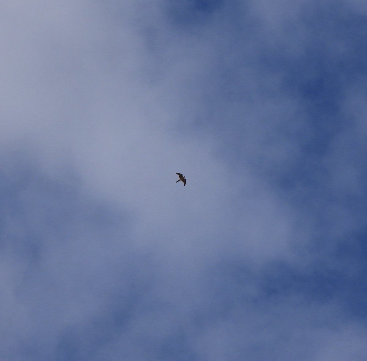 American Kestrel - Jane Orbuch