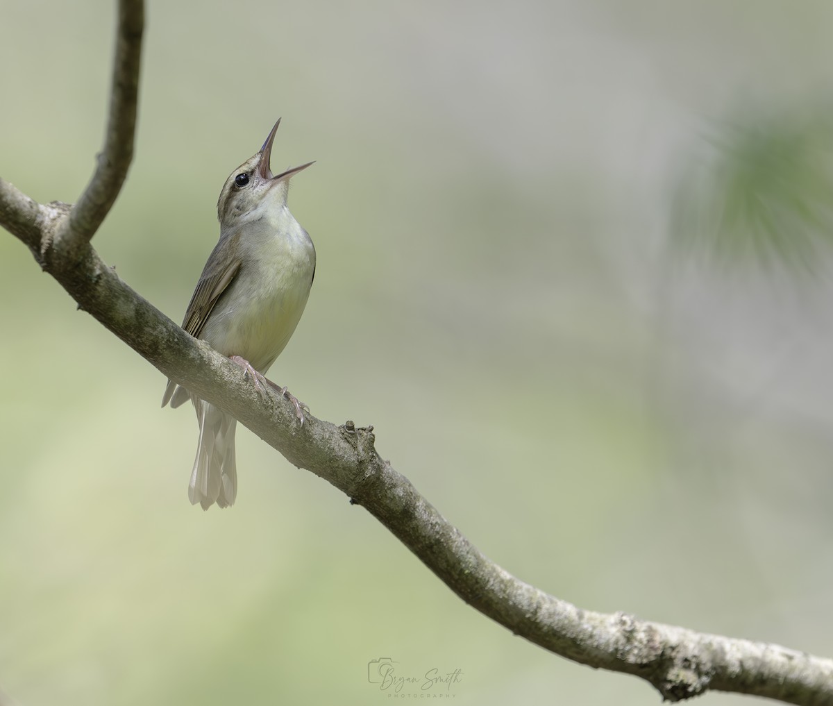 Swainson's Warbler - ML618110808