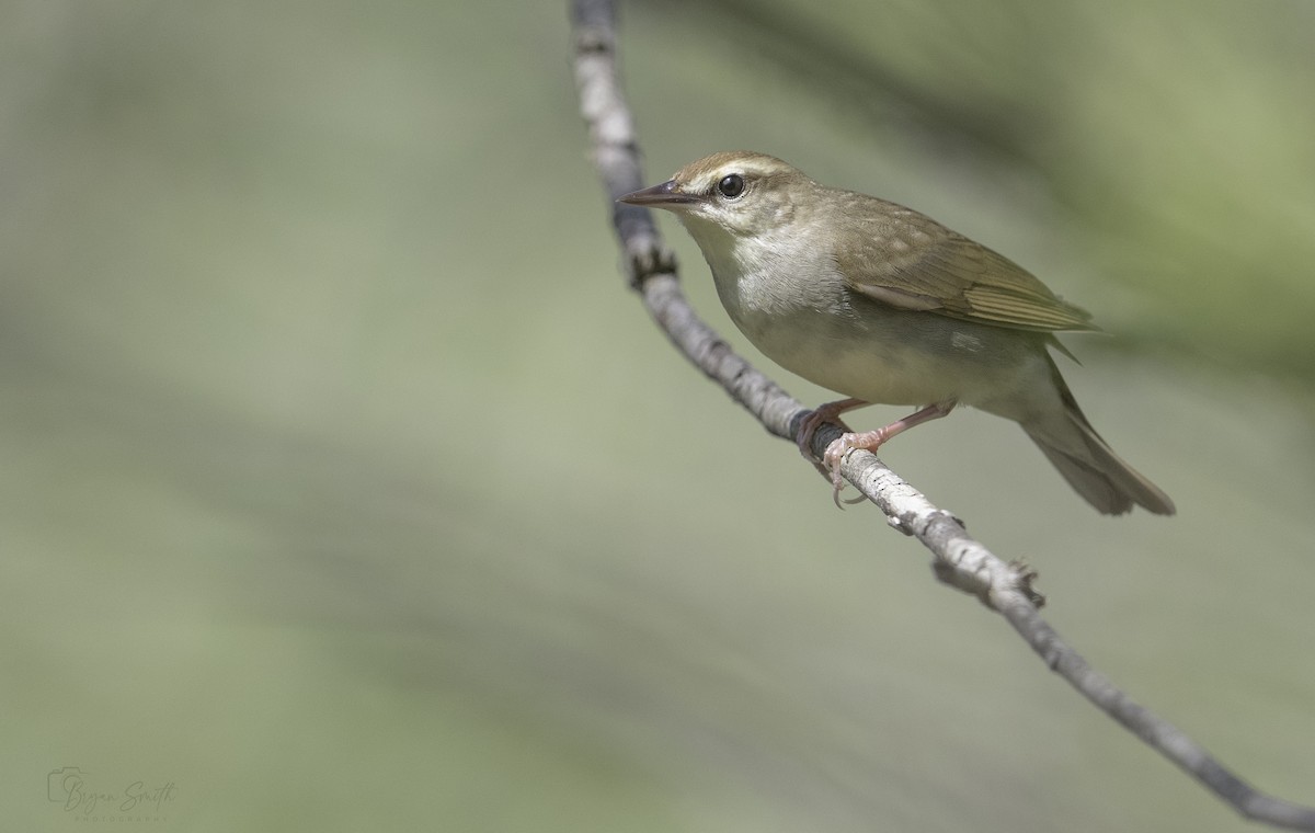 Swainson's Warbler - ML618110809