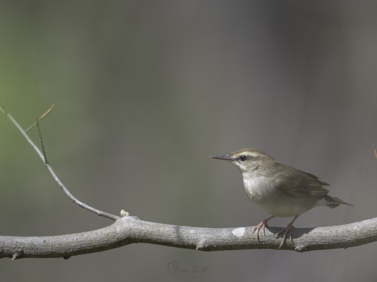 Swainson's Warbler - ML618110810