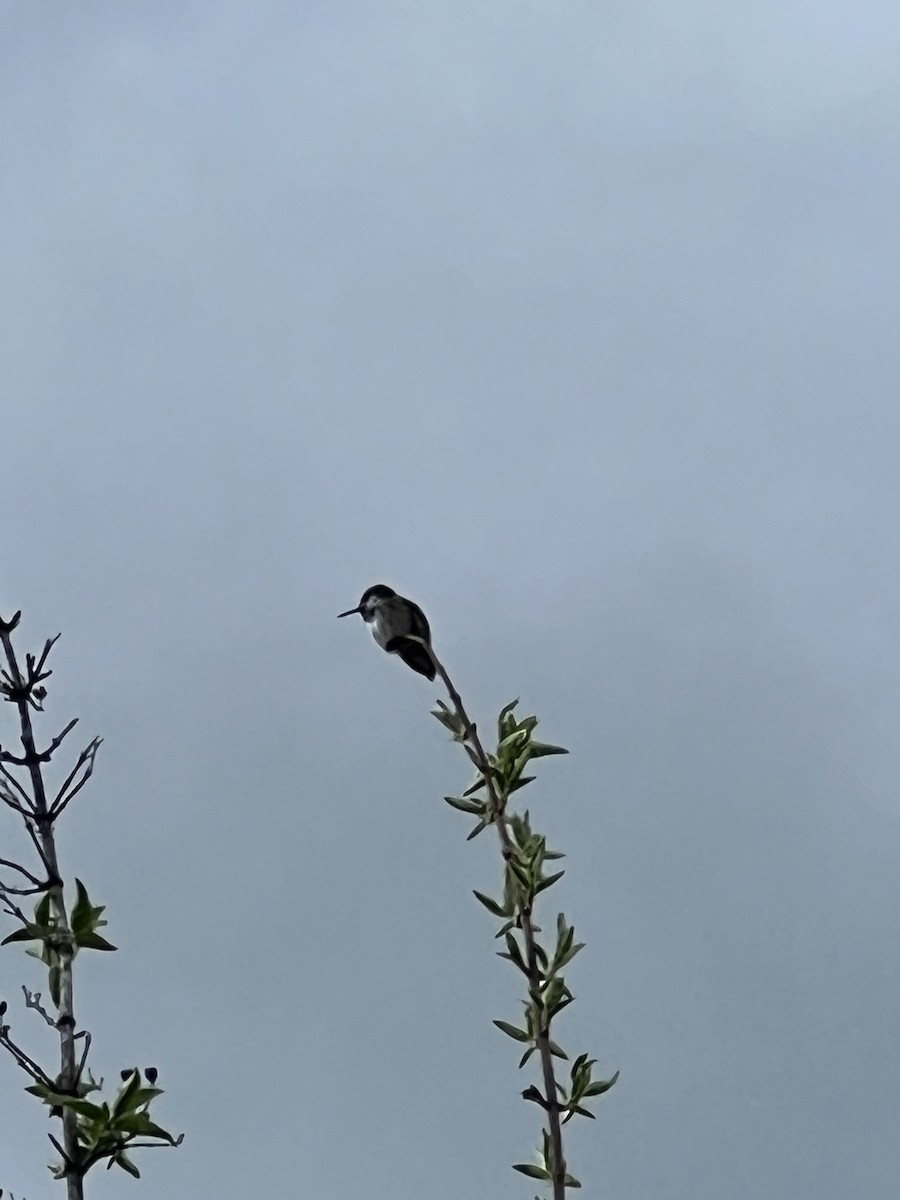 Calliope Hummingbird - Talia Mensik