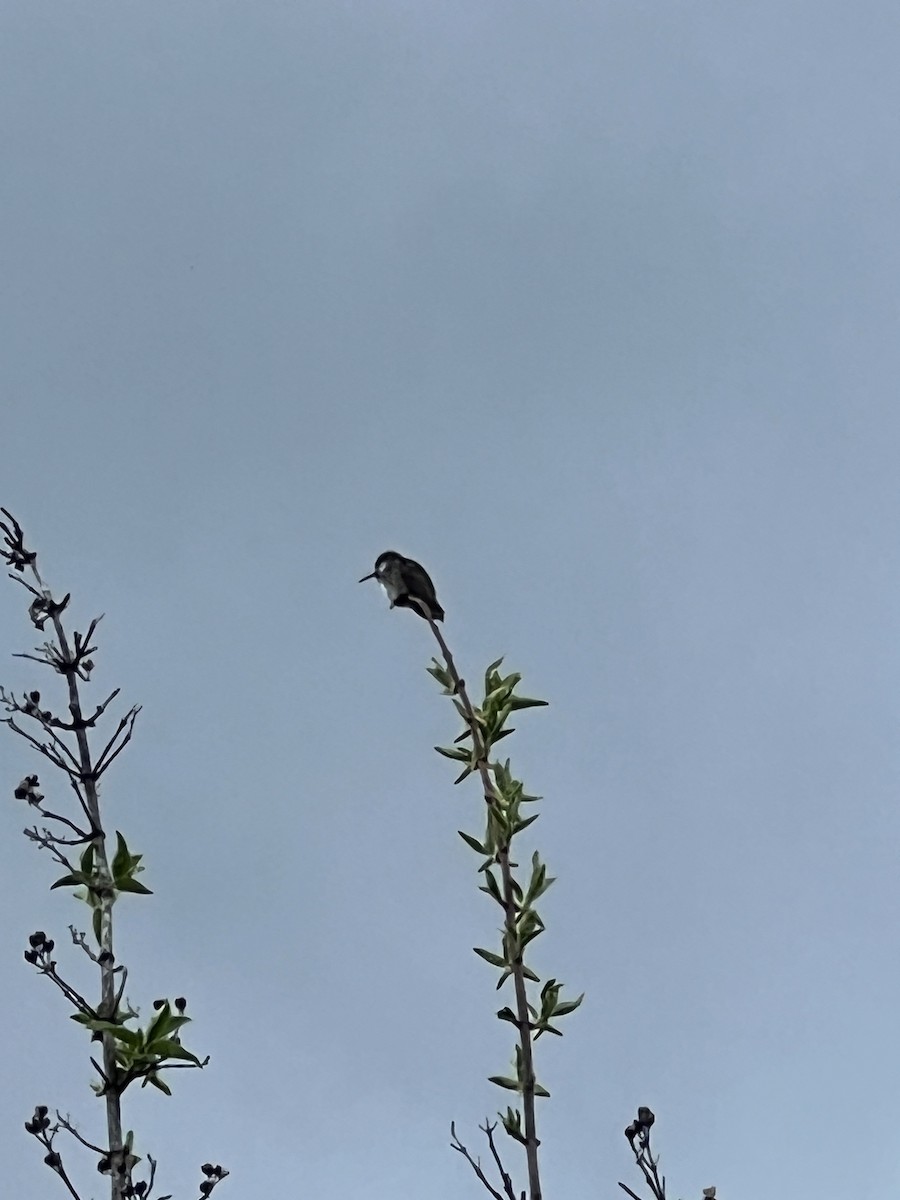 Calliope Hummingbird - Talia Mensik