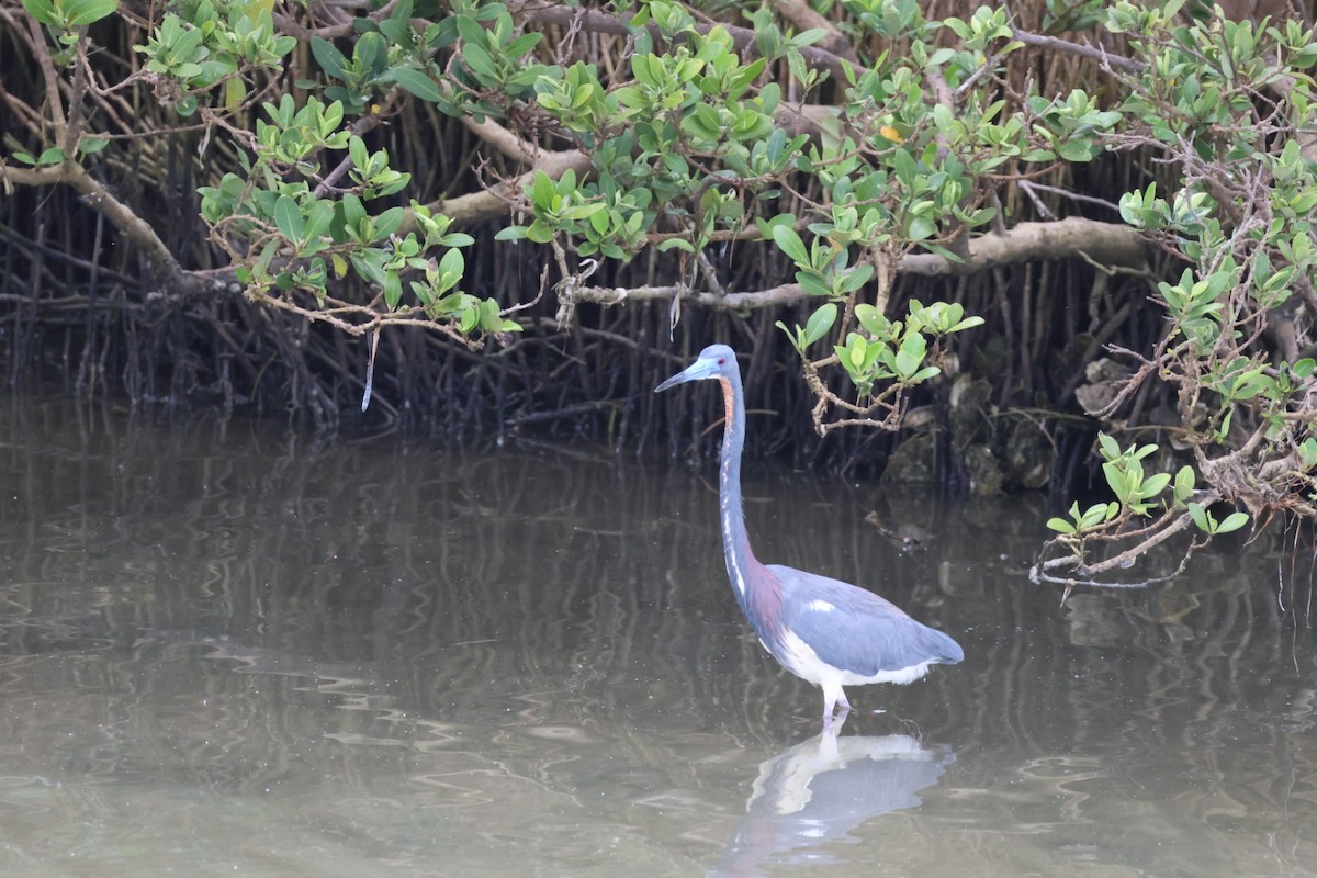 Tricolored Heron - John Leonard