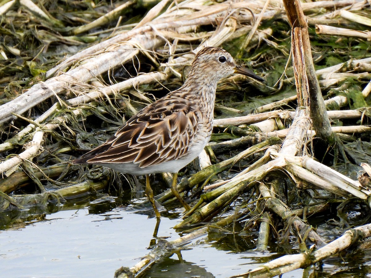 Pectoral Sandpiper - Sophie Dismukes