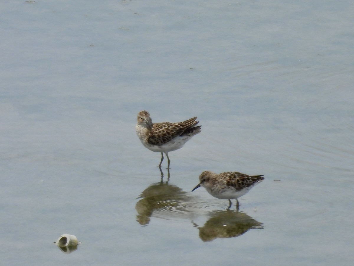 Semipalmated Sandpiper - Kathy Rigling