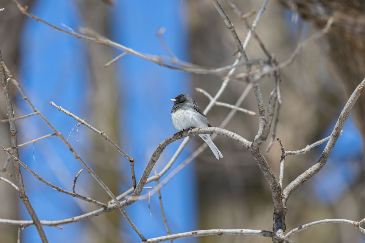 Dark-eyed Junco - Phat Ngo