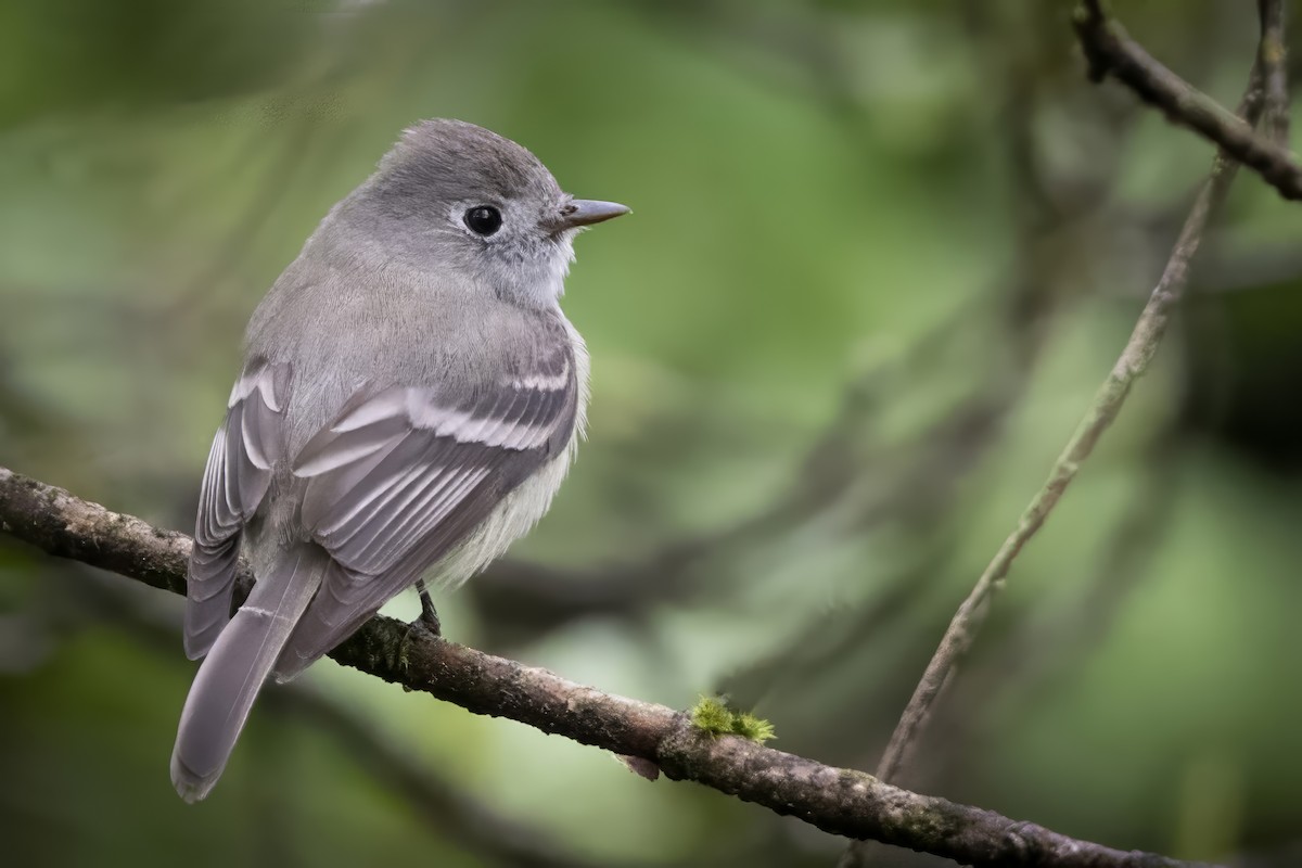 Hammond's Flycatcher - John Gordon