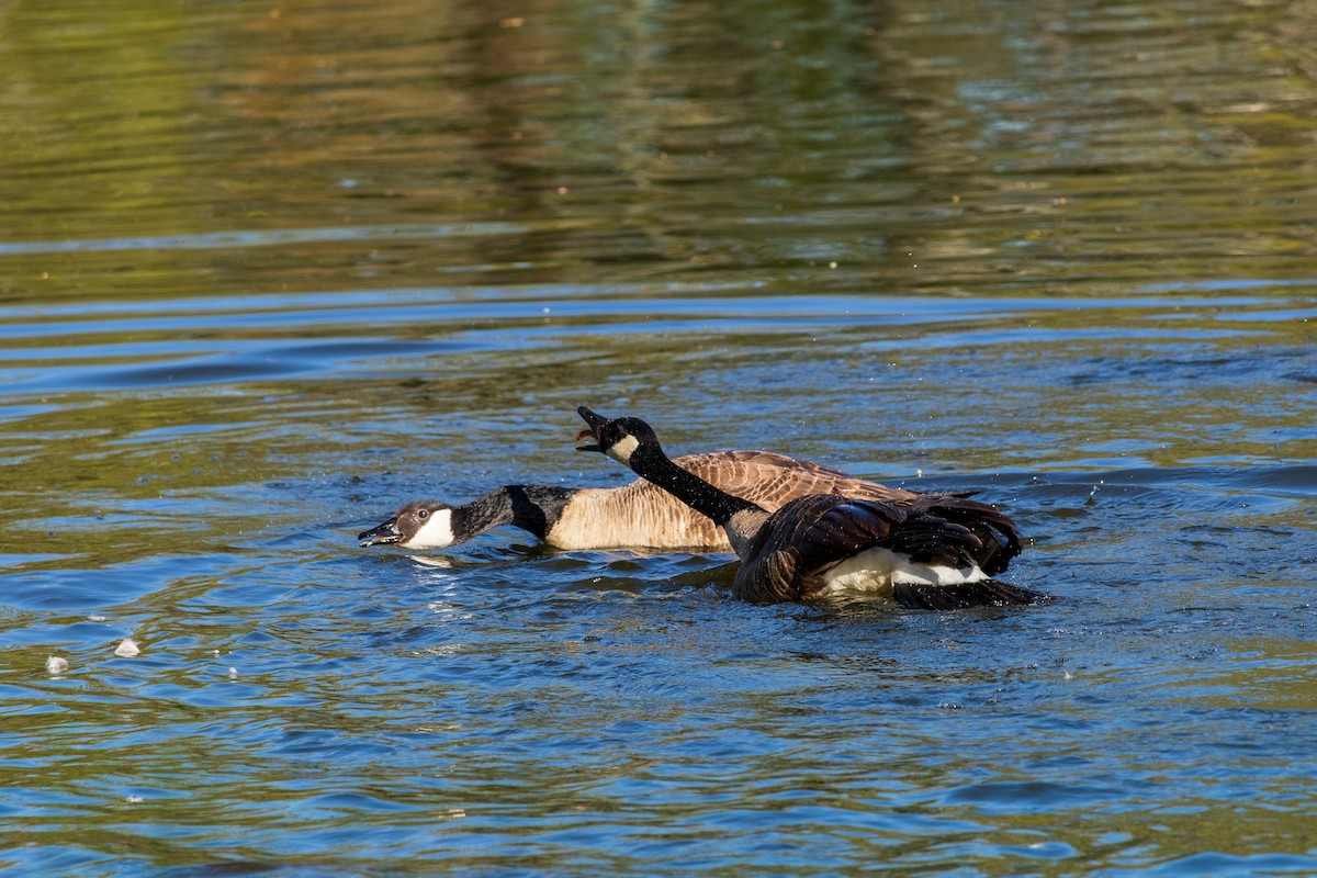 Canada Goose - ML618110917