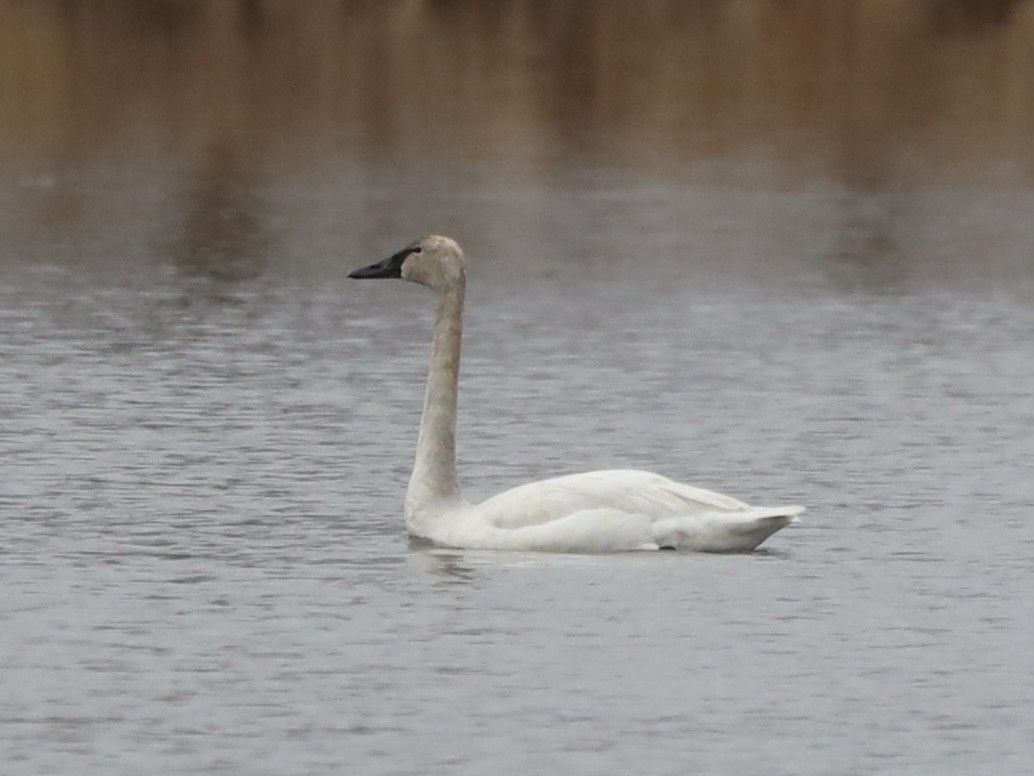 Trumpeter Swan - ML618110934