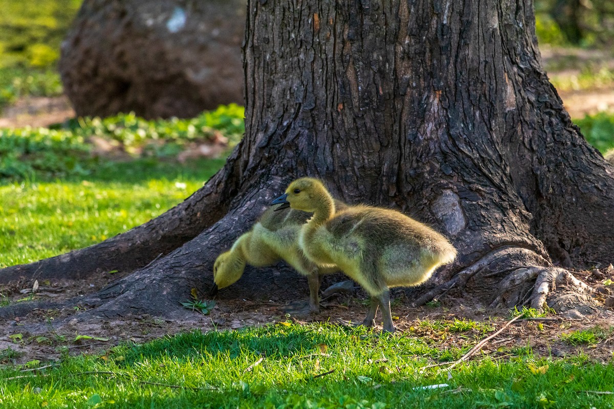 Canada Goose - Shiloh S