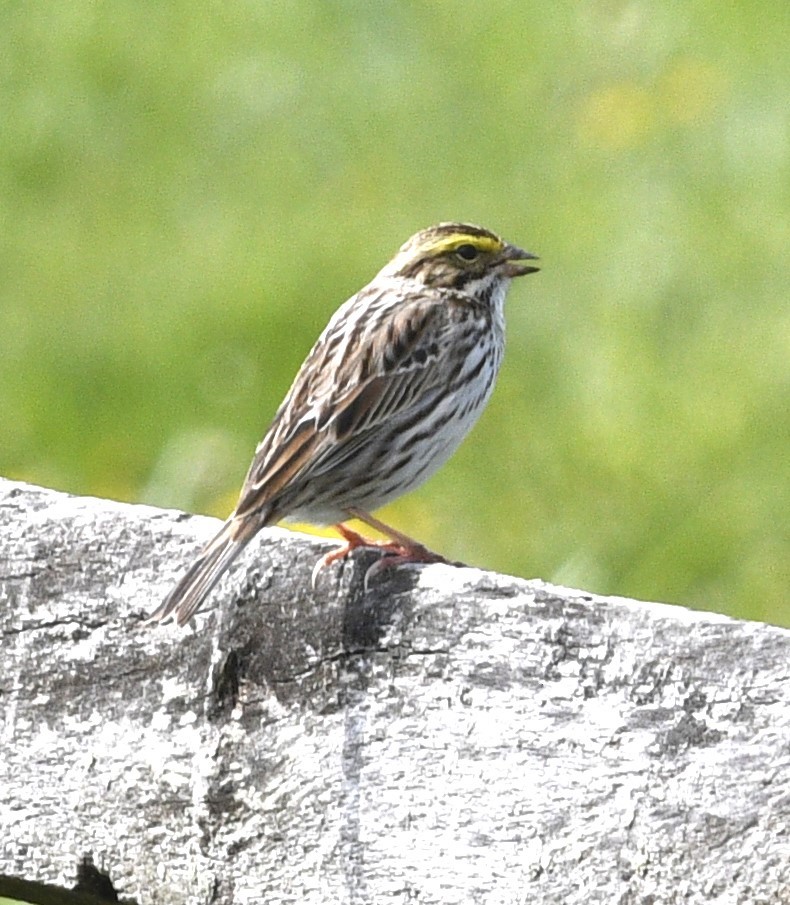 Savannah Sparrow - ML618110950