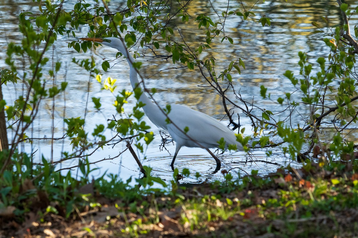 Great Egret - ML618110970