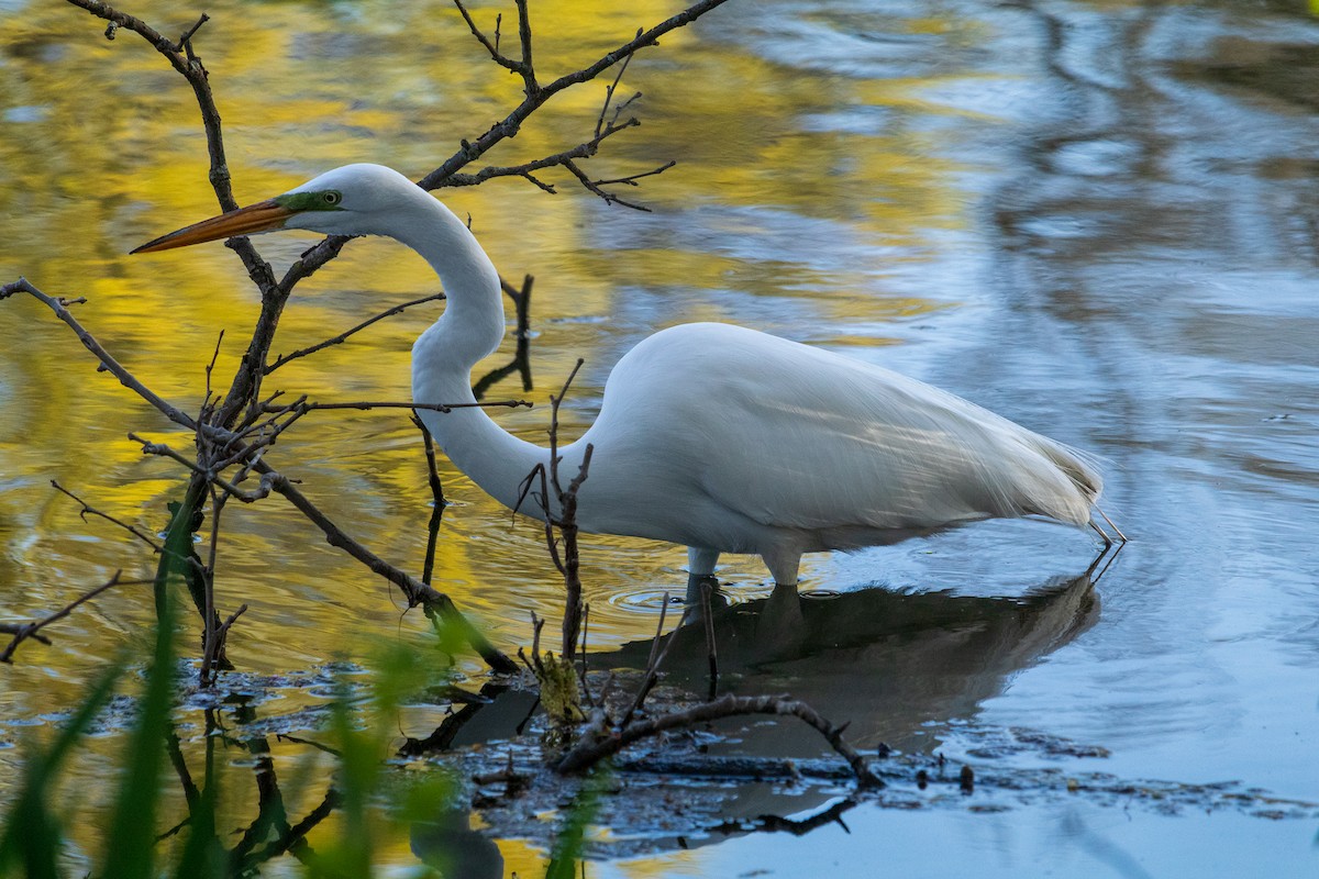 Great Egret - ML618110972