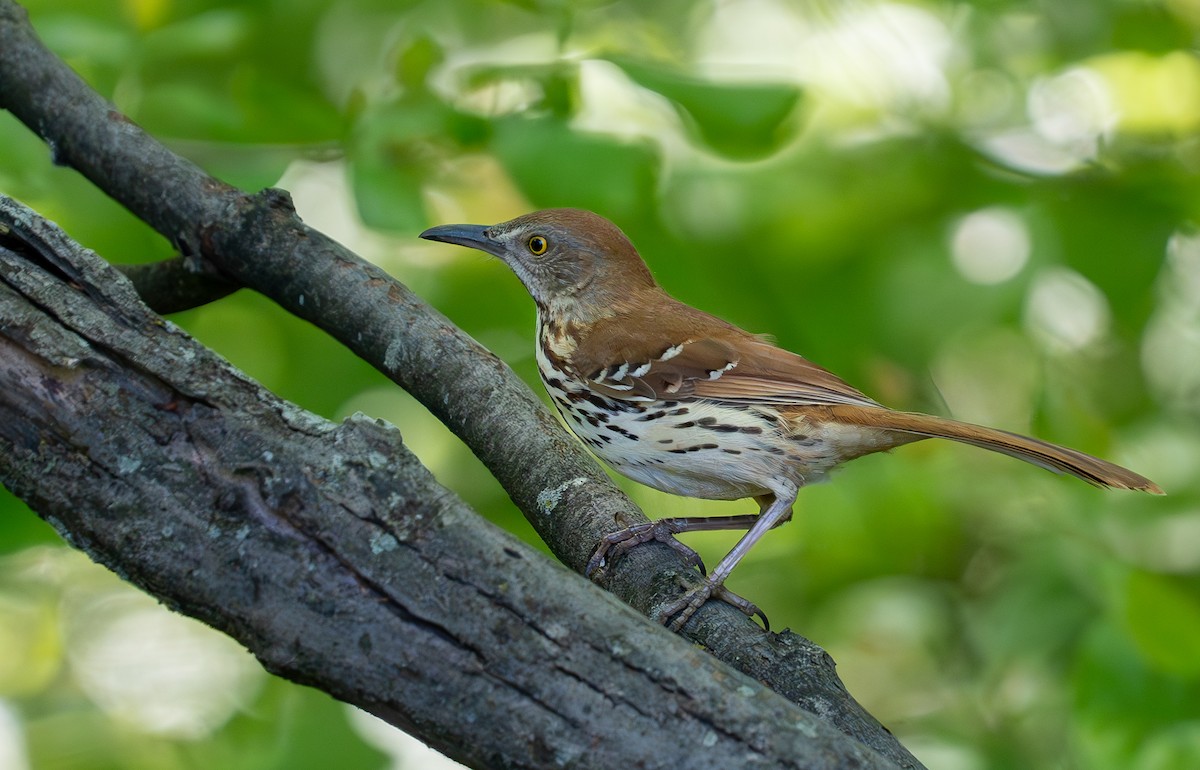 Brown Thrasher - Julie Davis